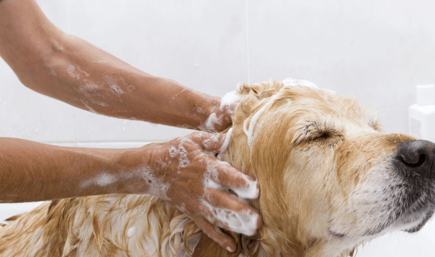 Dog Bathing