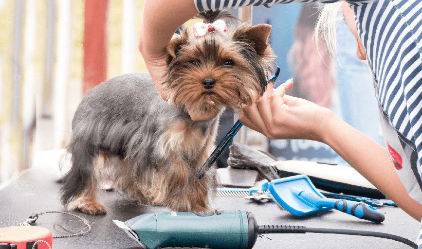 Full Service Grooming